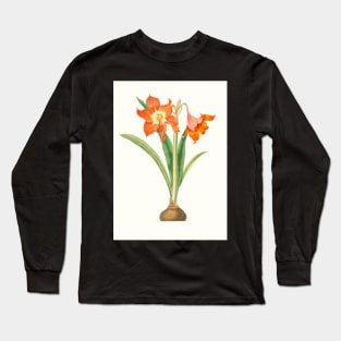 Barbados lily - Hippeastrum puniceum - botanical illustration Long Sleeve T-Shirt